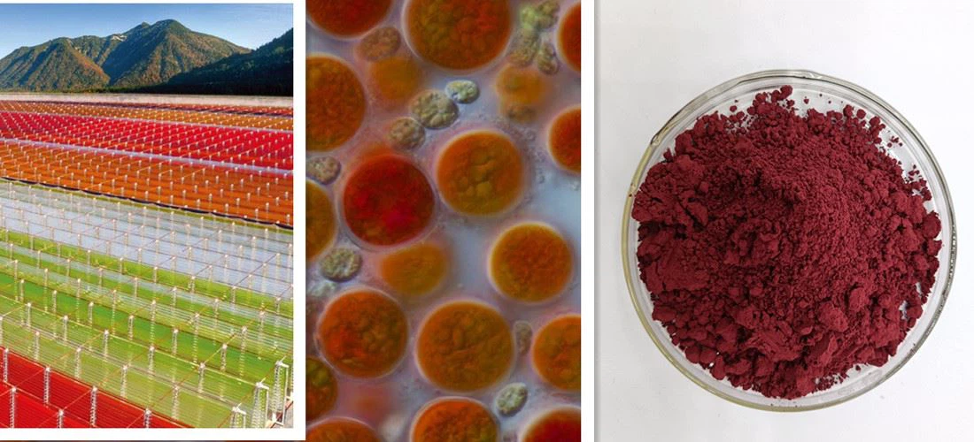 Haematococcus pluvialis extract